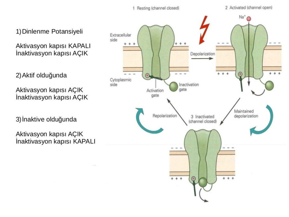 C:\Users\Alperen\Desktop\Inkedaksiyon-potansiyeli-10-1024_LI.jpg